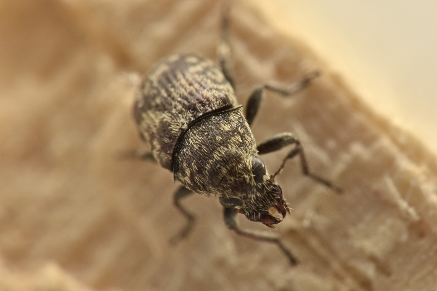 Anthribidae: Eusphyrus sp?  S, Eusphyrus vasconicus